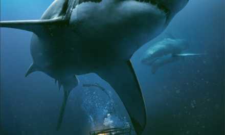 Review: ’47 Meters Down’ Is Exasperating Entertainment In A Predictable Package